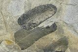 Pennsylvanian Fossil Flora Plate - Kentucky #255669-1